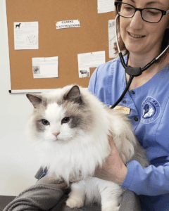 A fluffy white cat with gray markings sits calmly in a person's arms