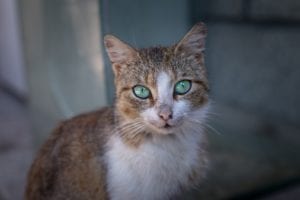 A close-up of a brown and white cat with striking green eyes