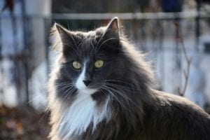 A majestic gray cat with long fur and striking yellow eyes
