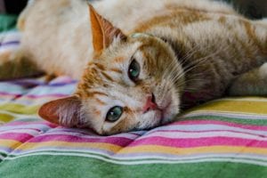 A relaxed orange tabby cat with green eyes lounging on a colorful striped blanket