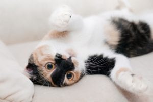A playful calico cat lies on its back with paws raised