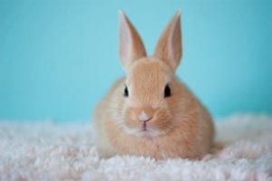 A cute, light brown rabbit with large ears sits on a fluffy surface