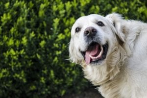 A happy golden retriever with its tongue out, smiling in front of a lush green hedge