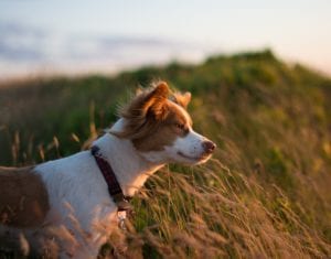 A light brown and white dog gazes thoughtfully into the distance