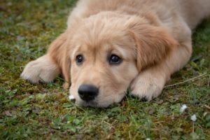 A golden retriever puppy resting on the grass