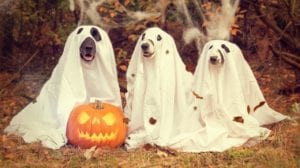 Three dogs dressed as ghosts sit beside a carved pumpkin in a fall forest