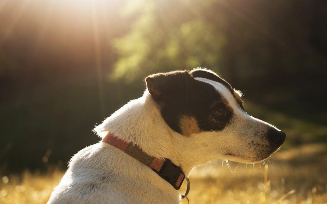 Heat Health Tips For Your Pets