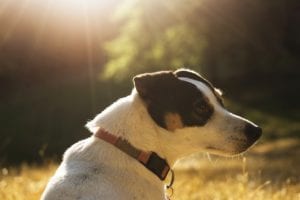 A side profile of a black and white dog illuminated by warm sunlight