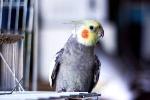 A curious cockatiel with a yellow crest and orange cheek patches perched on a cage