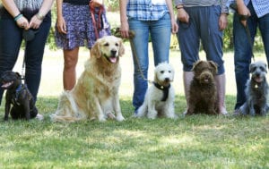A group of six dogs of varying breeds sits in a grassy park