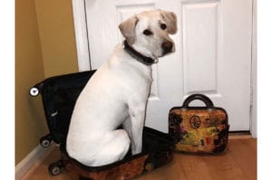 A white dog sits inside an open suitcase next to a colorful travel bag