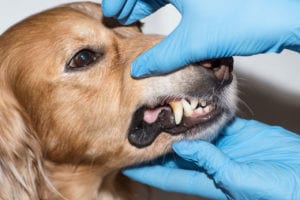 A veterinarian in blue gloves examines a dog's mouth