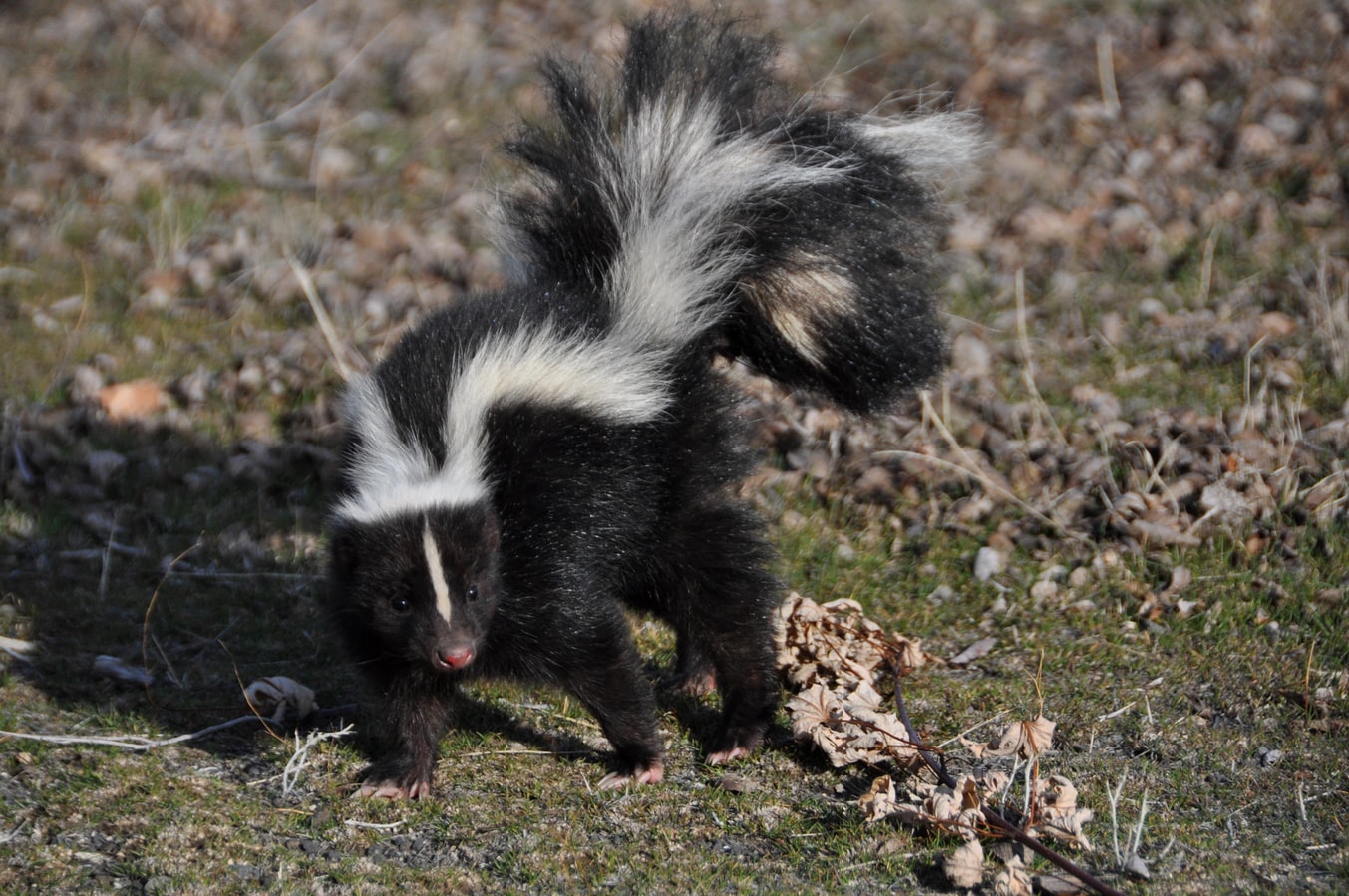 are skunks cats or dogs