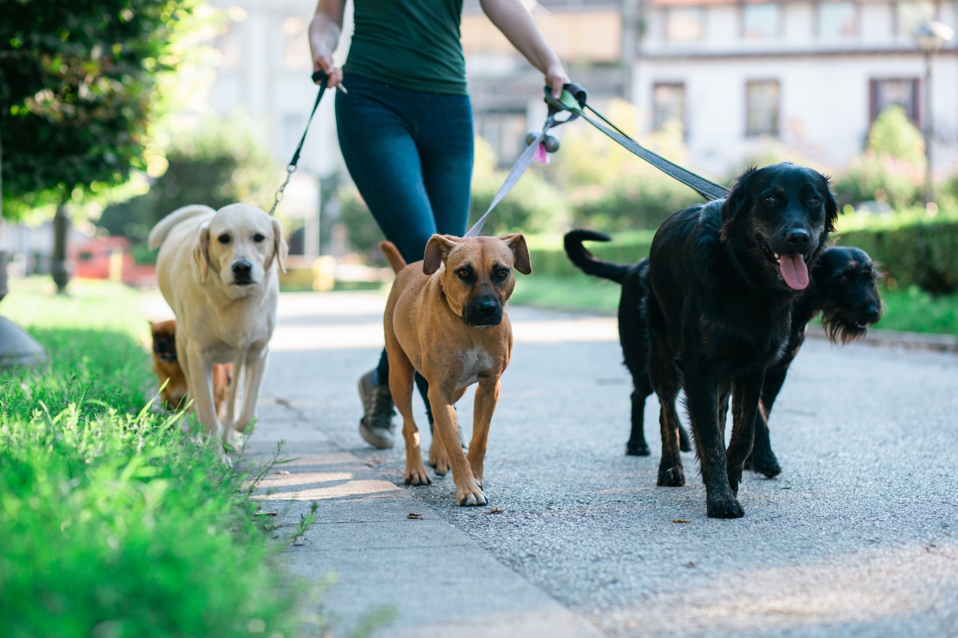 Spring 2024 Dog Walking Packages Options Image to u