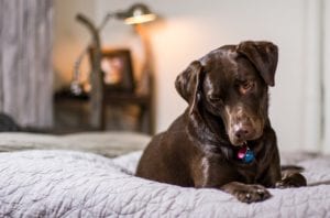 A brown Labrador retriever lying attentively on a bed