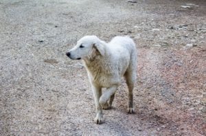A fluffy white dog walks on a gravel path