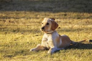 A golden retriever sits on a grassy field