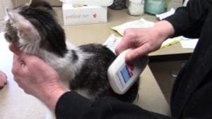 A veterinarian scans a cat with a microchip reader