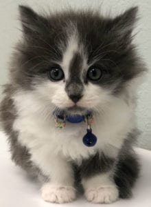 A fluffy gray and white kitten with large eyes