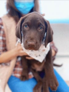 A woman wearing a face mask gently holds puppy