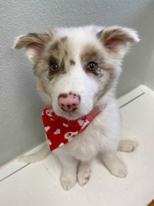 A cute puppy with a red scarf