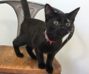 A curious black kitten with bright yellow-green eyes stands on a wooden chair