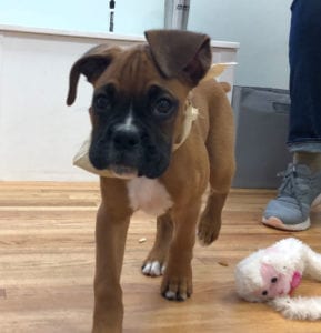 A playful puppy with a brown coat walks on a wooden floor