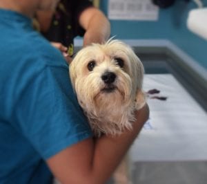 A small, fluffy dog with big eyes is being held by a person