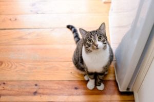 A curious gray tabby cat with a white belly sits on wooden floorboards