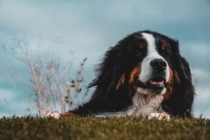 A close-up of a Bernese Mountain Dog lying on grass