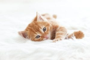 A playful orange kitten rests on a soft, white fur blanket
