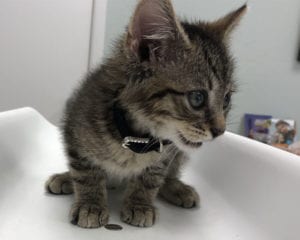 A curious kitten with large eyes