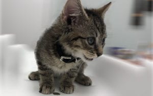 A curious kitten with large eyes