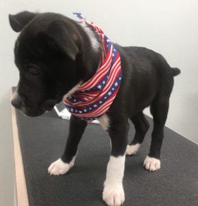 A black and white puppy adorned with a red, white, and blue bandana