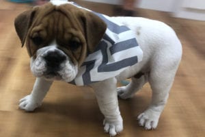 A brown and white bulldog sporting a blue and white chevron bandana