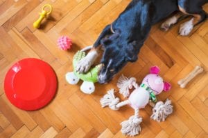 A playful dog interacts with colorful toys on a wooden floor
