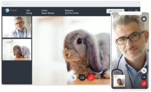A doctor conducts a video call, displaying a rabbit to the viewer