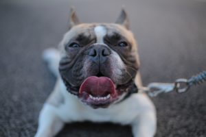A close-up of a happy French Bulldog with a big smile