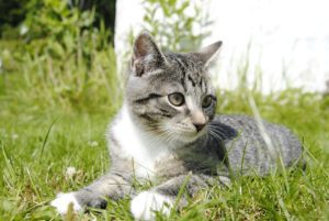 A close-up of a gray tabby cat