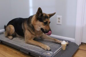 A German Shepherd lies on a mat