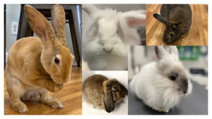 A collage of five rabbits