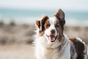 A cheerful brown and white dog stands on the beach