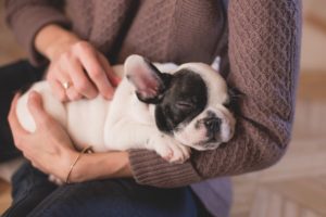 A person gently cradles a sleeping French Bulldog puppy