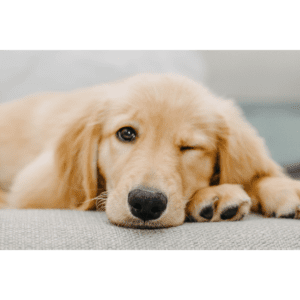 A close-up of a golden retriever resting with its paws on a soft, textured surface