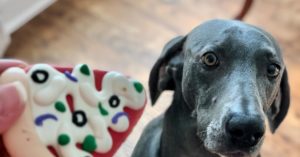 A curious gray dog gazes at a decorated cookie