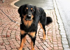 A large black dog with orange markings stands on a cobblestone path