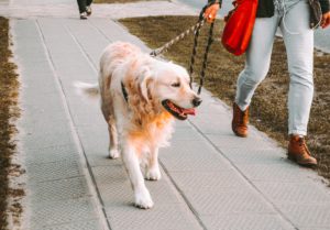 A golden retriever happily walks on a sidewalk