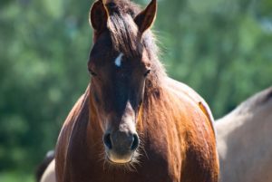 Close-up of a brown horse with a distinctive white mark on its forehead