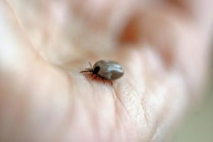 Close-up of a tick on a person's palm
