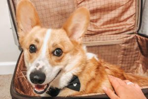 A cheerful Corgi in a suitcase